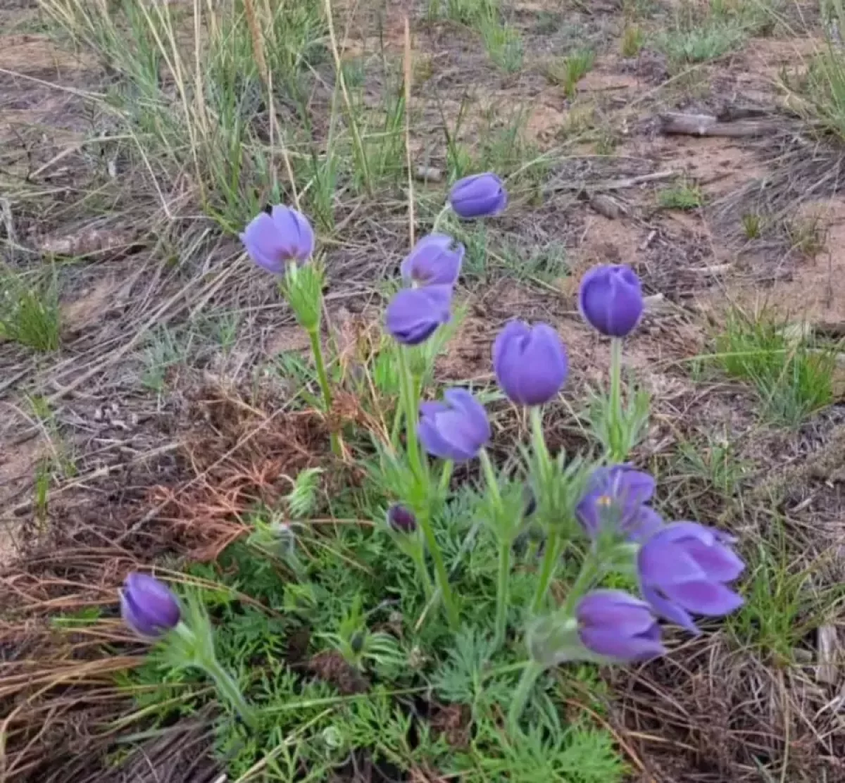 Катя Самбука мен Малибу порно