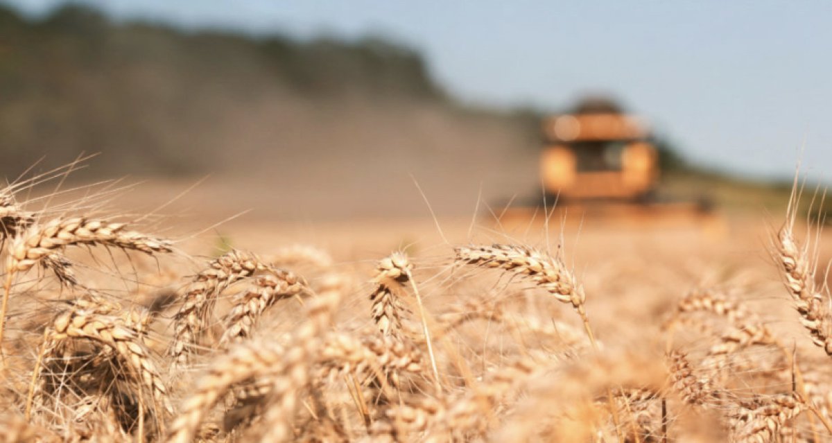 Качество зерна может ухудшиться в Казахстане из-за непогоды