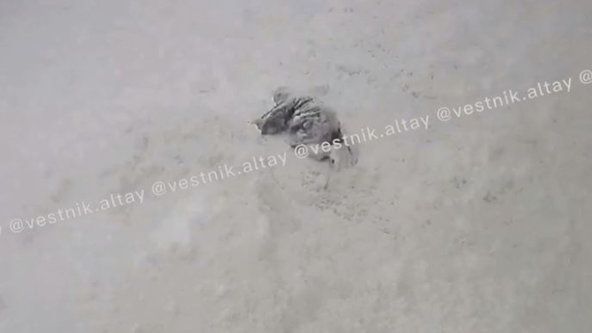 На пенсионерку рухнул снег с крыши многоэтажки в ВКО