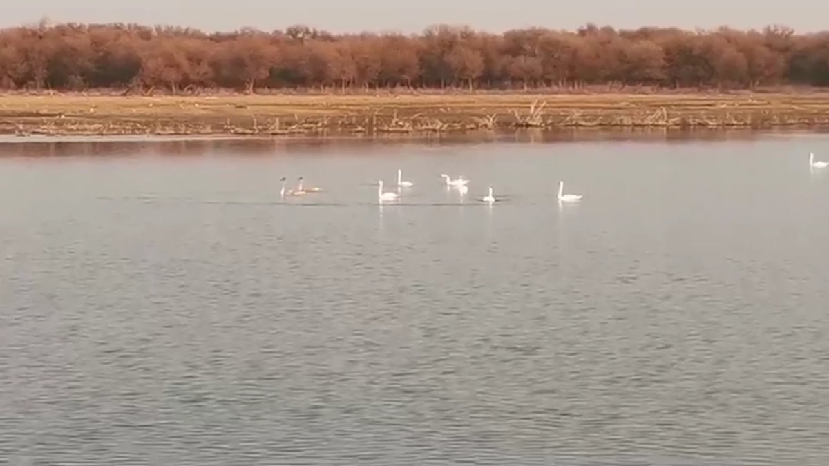 Түркістан облысының өзен - көлдерінде аққулар қыстап жатыр