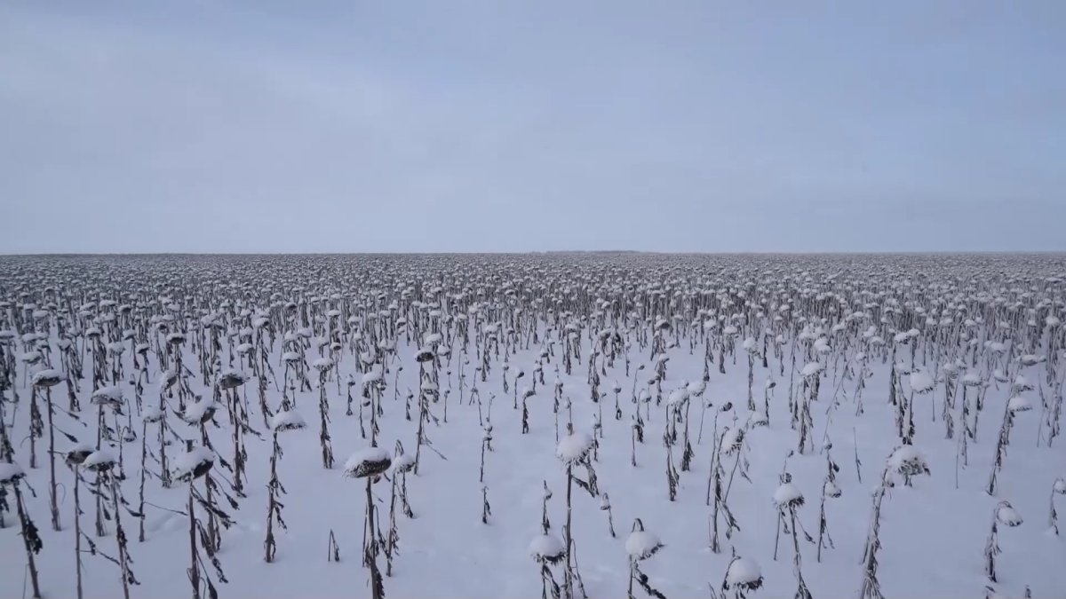 Қостанай шаруалары астықты сатпақ түгілі,әлі элеваторға өткізе алмай отыр