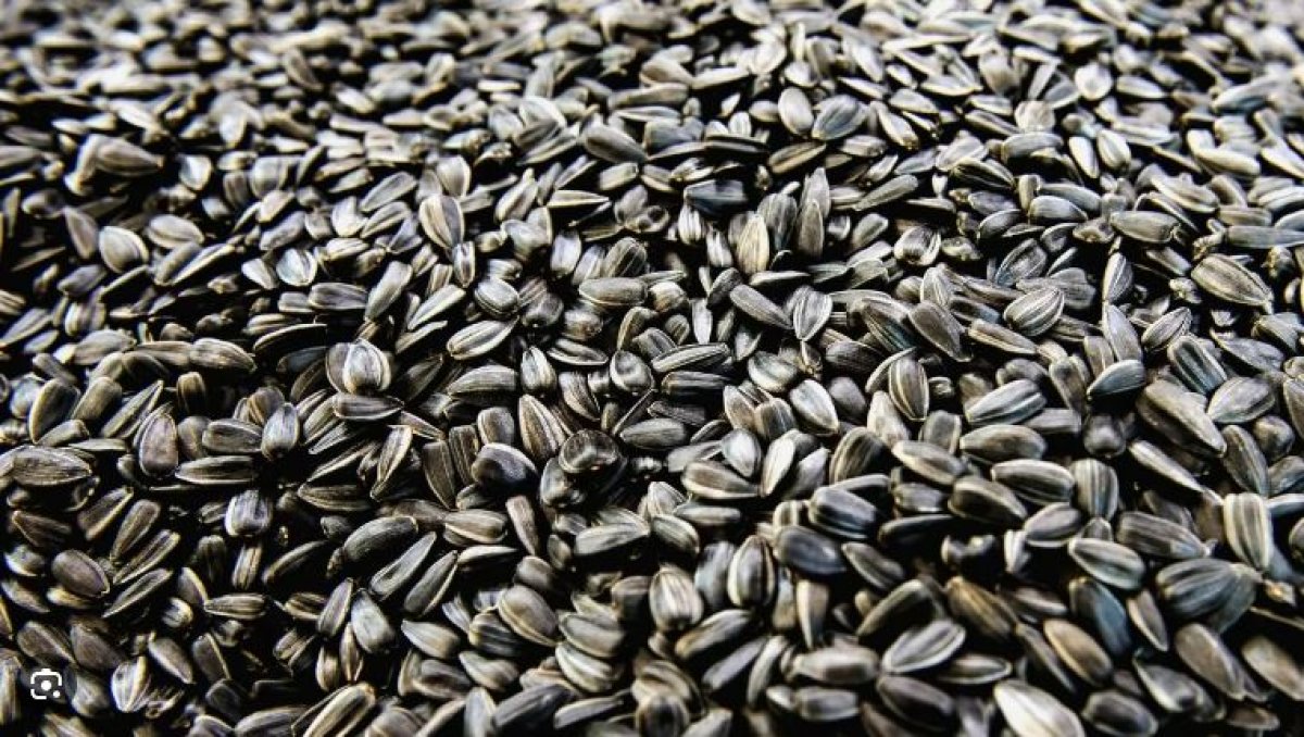 Тысячи тонн подсолнечника лежат на складах: бизнесмены требуют снять запрет на экспорт