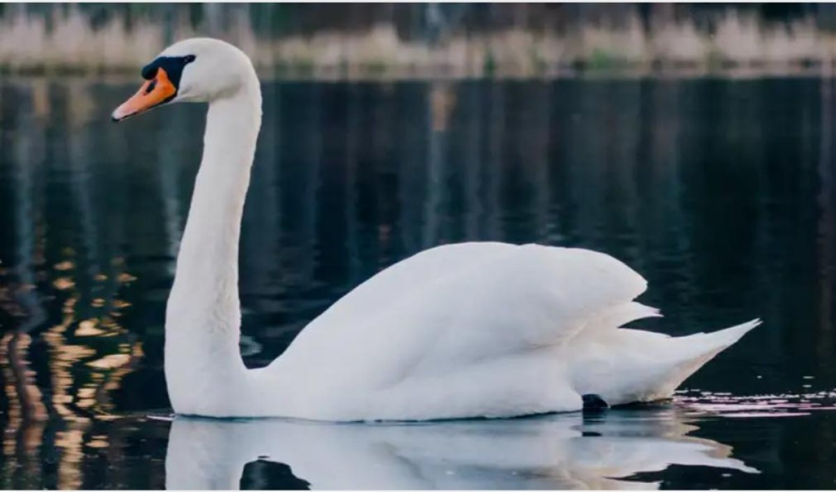Маңғыстау облысының тұрғындарына құс тұмауын жұқтыру қаупі бар екені ескертілді