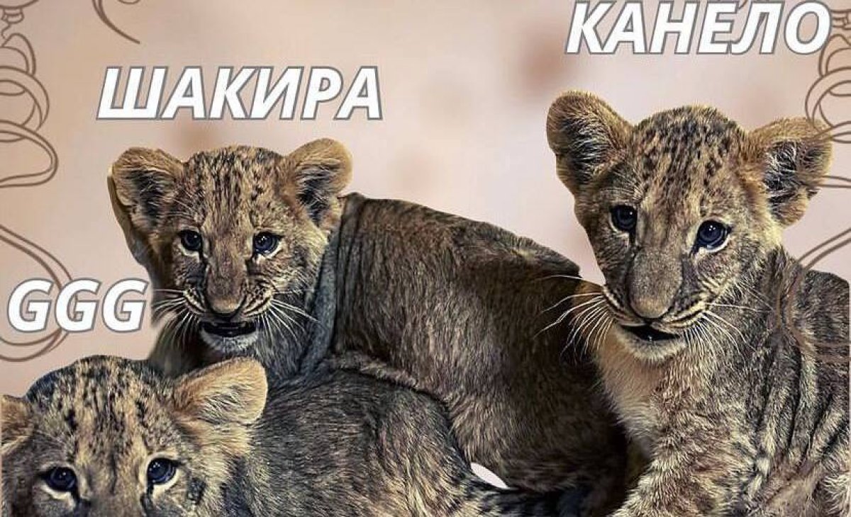 Шымкентских львят назвали в честь Головкина и Альвареса