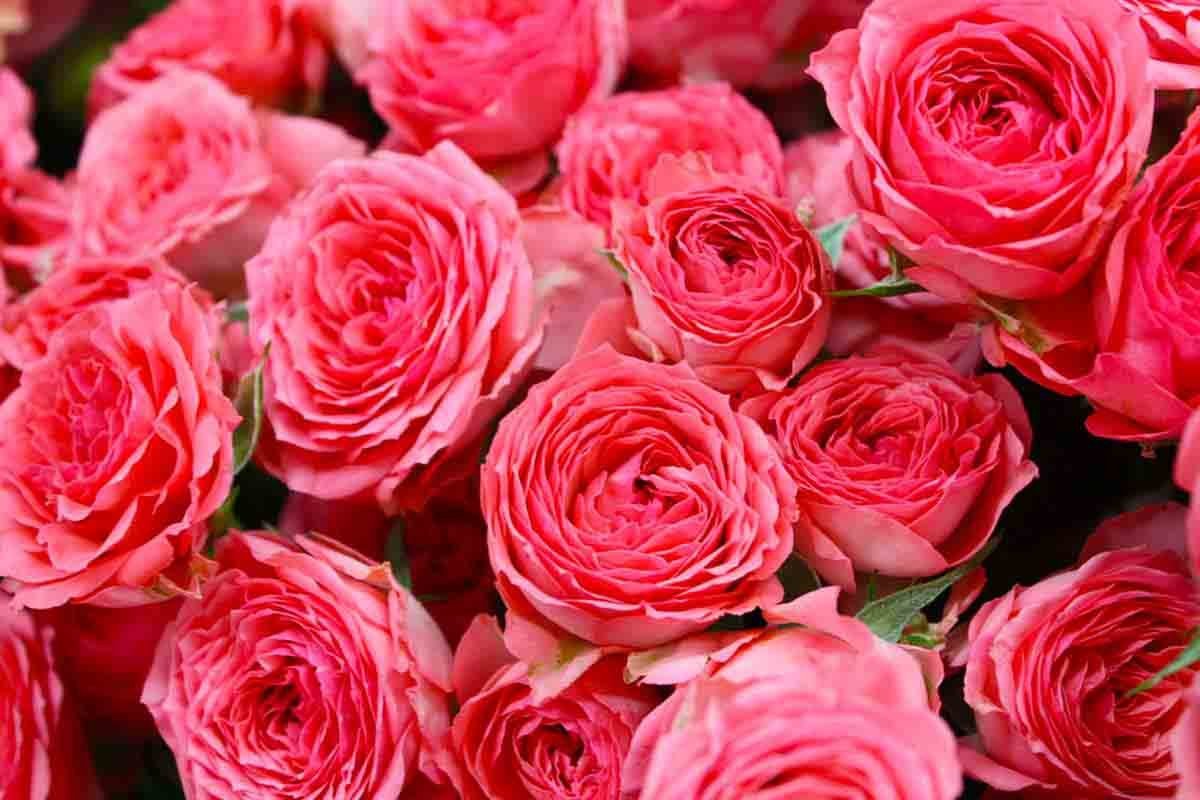 Романтикам не смотреть: четыре тысячи роз сожгли в Караганде