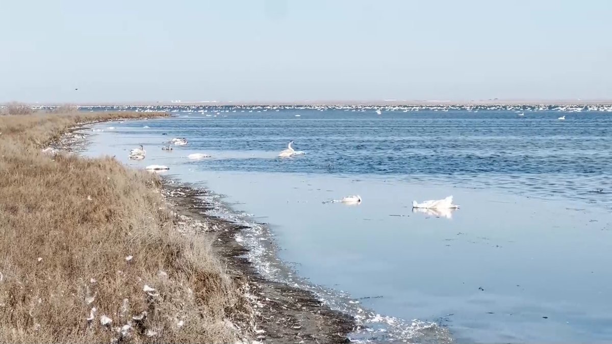 Гибель лебедей: орнитологи и эксперты призывают создать на озере Караколь резерват