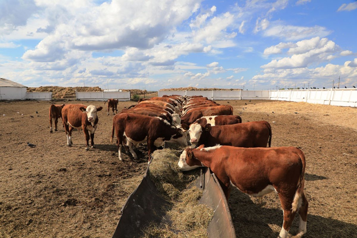 Келер жылдан бастап малдың анықтамасы QR-кодпен ғана беріледі