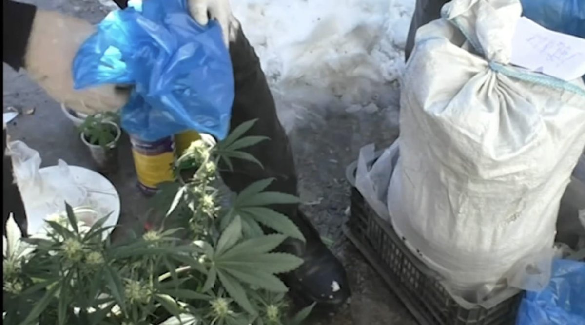 Таразцу грозит срок за коноплю и мак в сарае