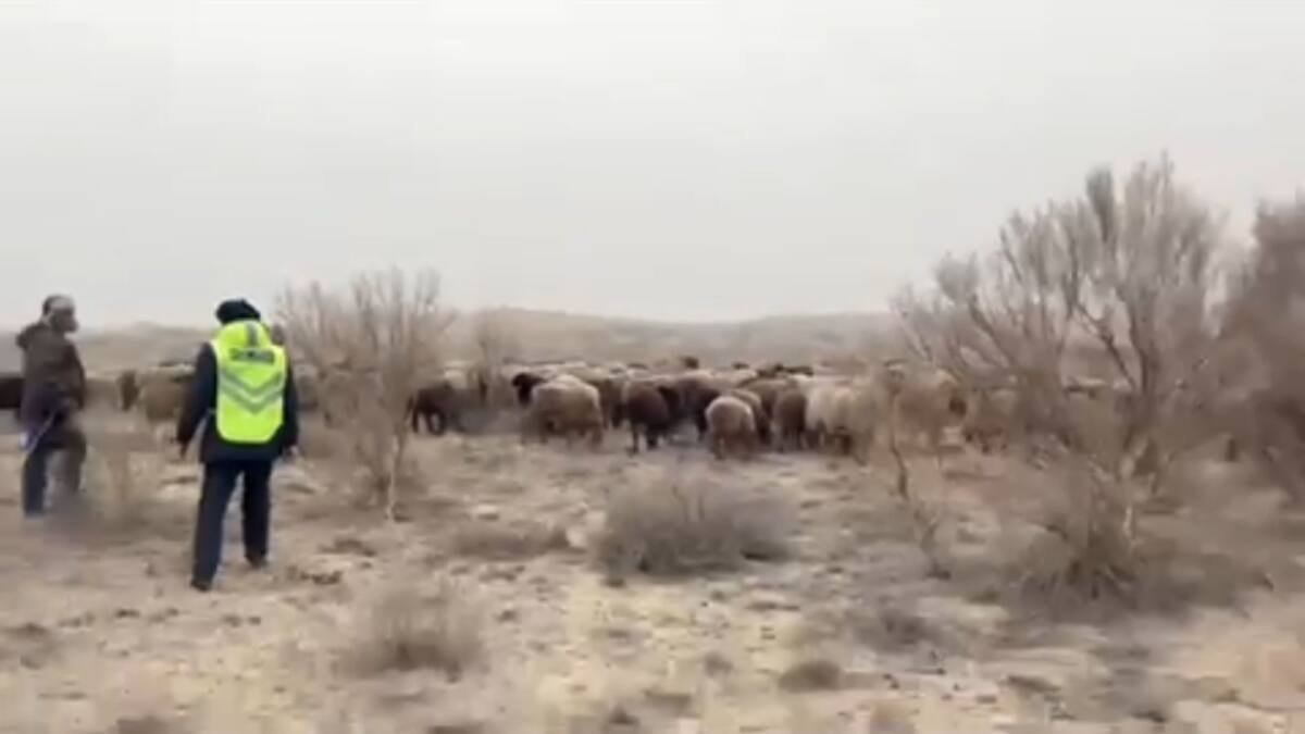 Түркістан облысының тұрғыны 300-ден астам малын жоғалтып алған