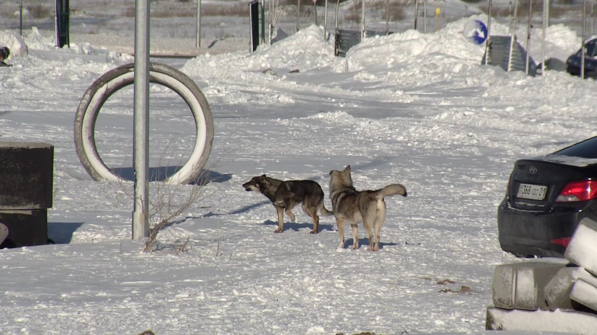 Қосшыда қаңғыбас ит мектеп директоры мен оқушыны қапты
