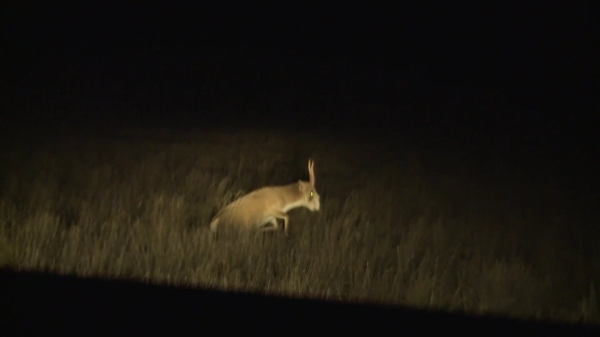 22 бригады охотников привлекли к отстрелу сайгаков в ЗКО