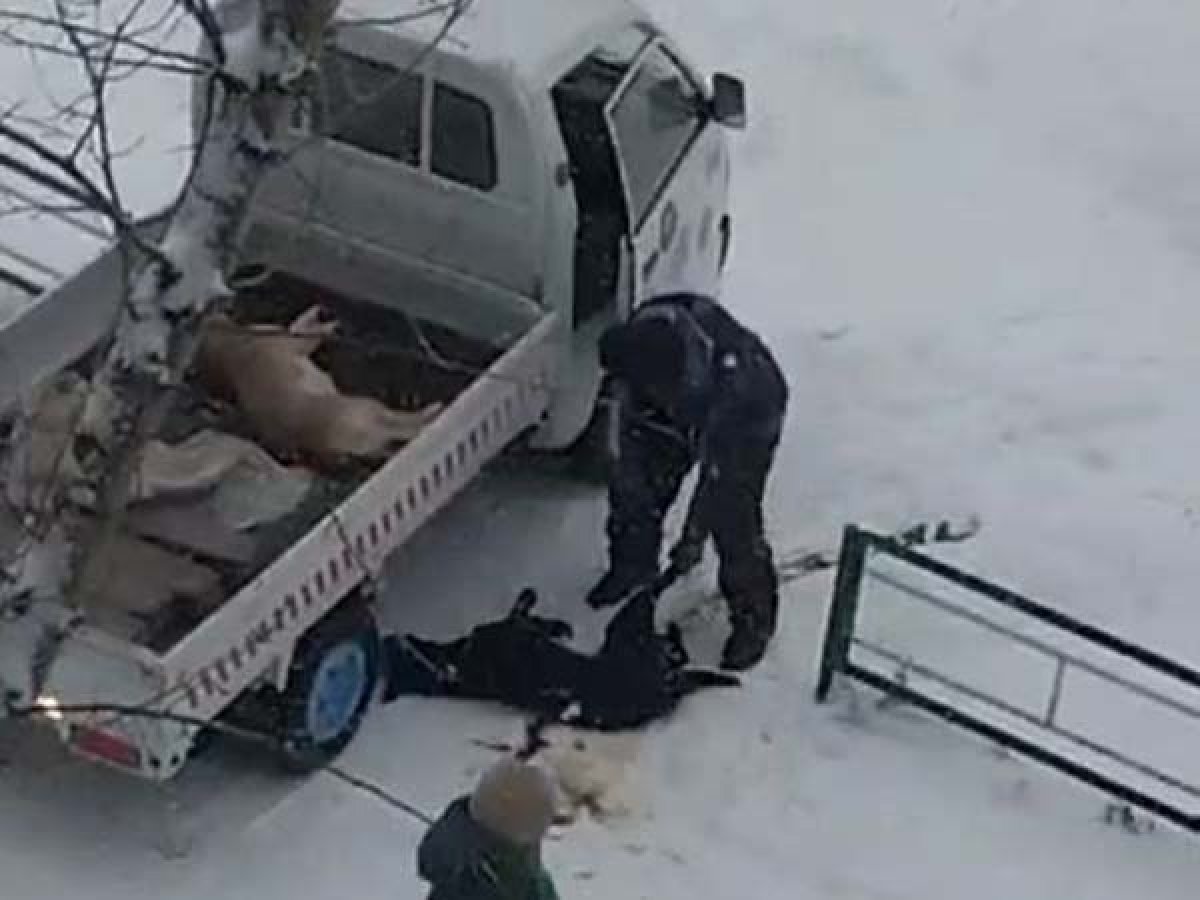 Зоозащитница намерена подать в суд на мужчину, избивавшего собаку в Аркалыке