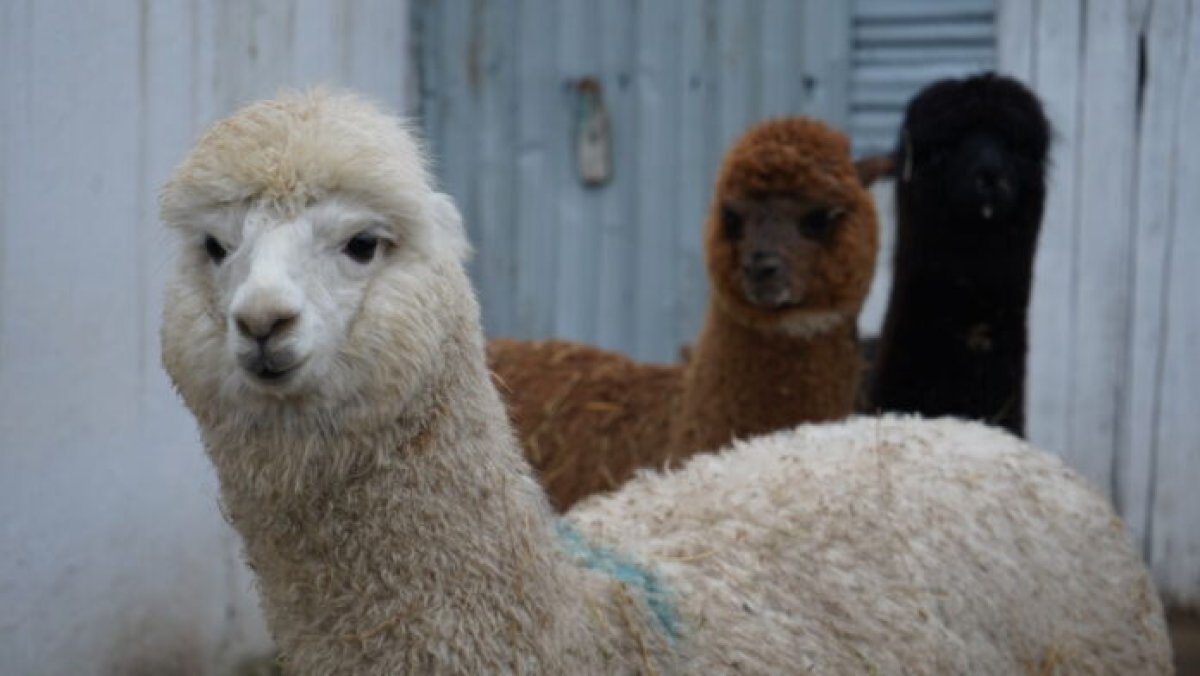 Очаровательное пополнение: в шымкентстком зоопарке появились альпаки