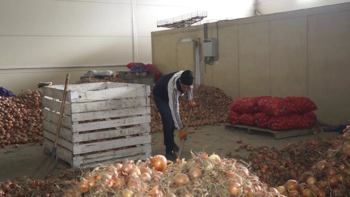 Атырауда көкөніс қоймасындағы пияз шіріп жатыр