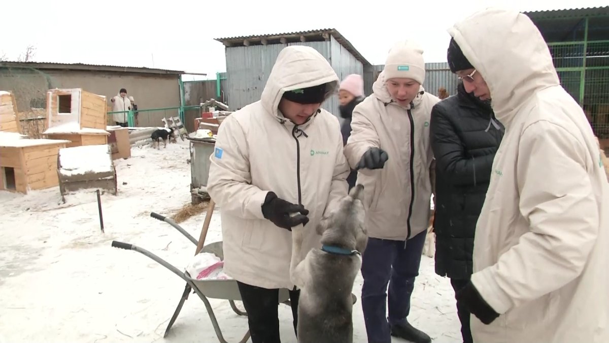 Қарағандыда  «AMANAT» партиясының «Жастар рухы» Жастар қанатының белсенділері жануарлар баспанасына барды