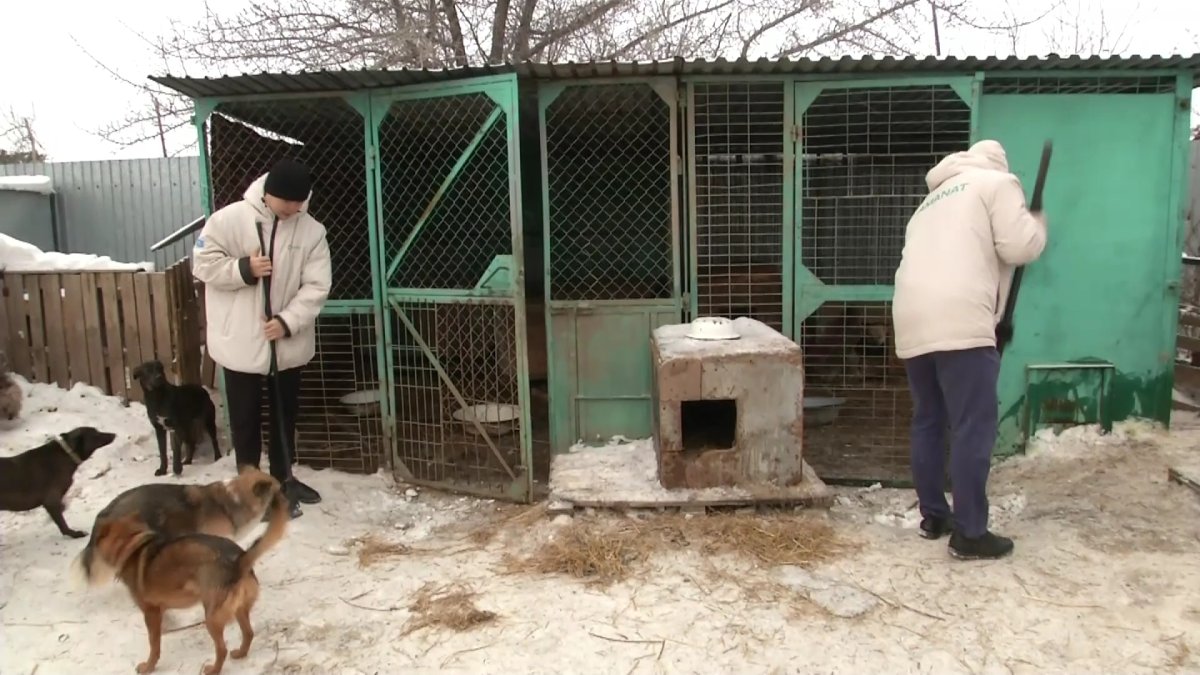 Активисты «Жастар рухы» помогают приюту для животных в Караганде -  Телеканал «Астана»