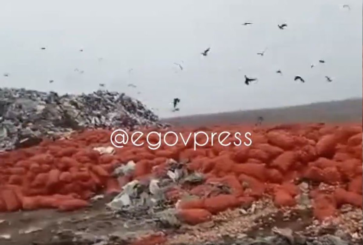 Народные деньги на ветер: в Атырау на свалку выбросили тонны картофеля и лука