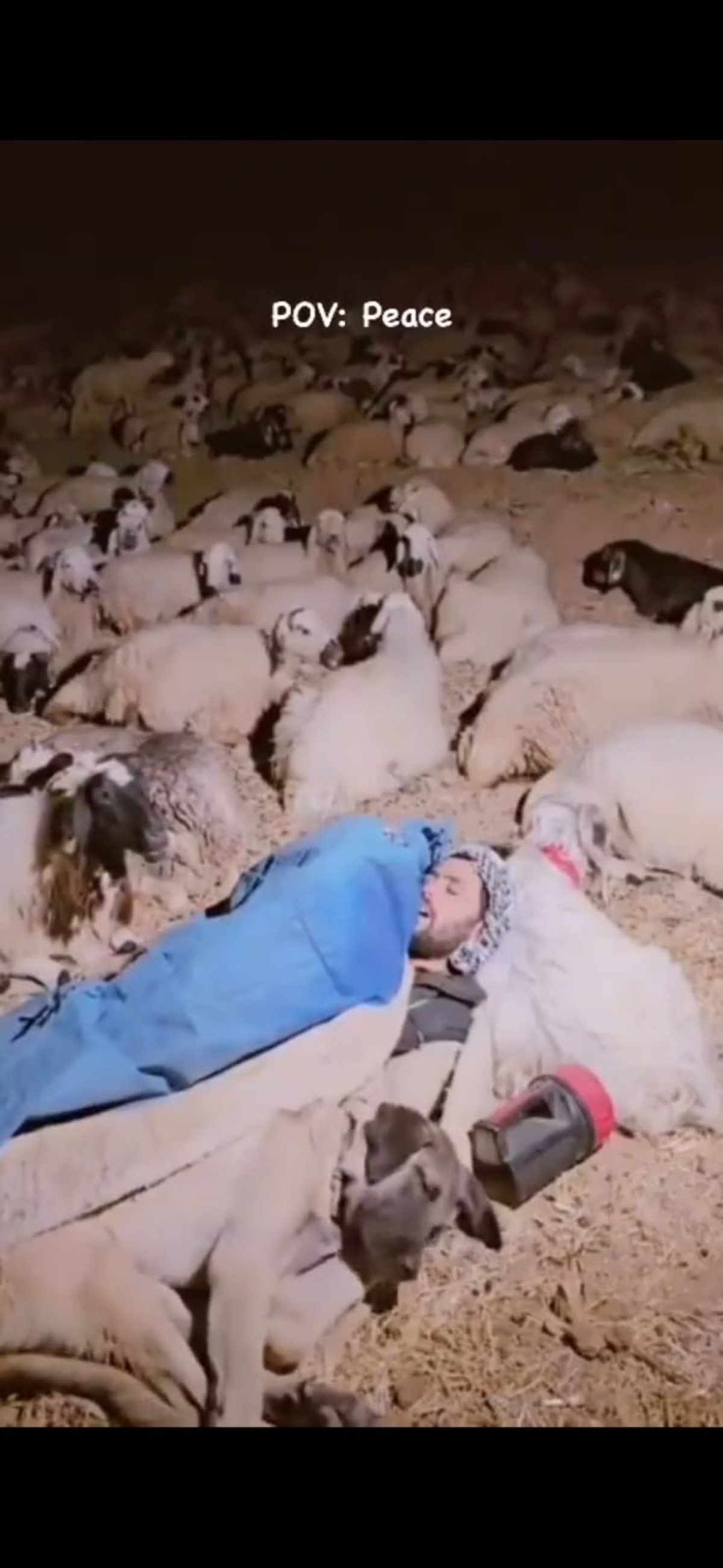 "Ұйқыдағы шопан" көпшілікті сүйсінтті