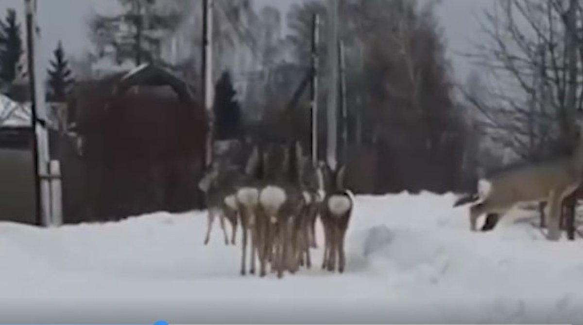 О нашествии косуль сообщили в граничащей с Казахстаном области России