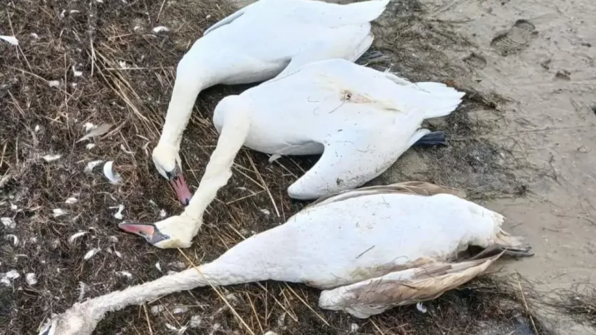 Маңғыстауда 600 аққу қырылды: Өлім себебін алматылық орнитологтар зерттейді