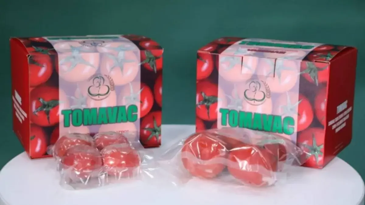 Өзбекстан ғалымдары қызанақтан COVID-19-ға қарсы жаңа вакцина жасап шығарды