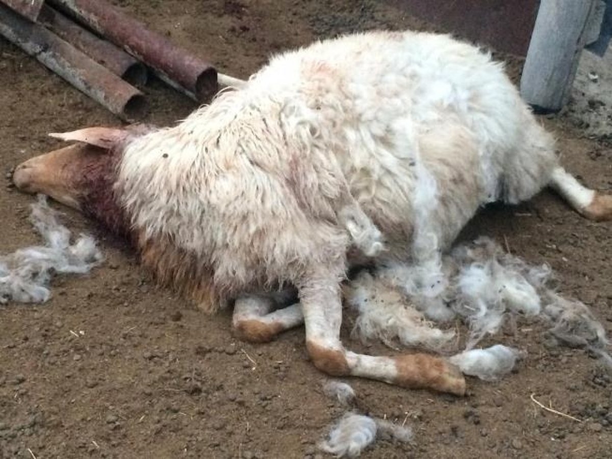 Қостанайда қой қырылды