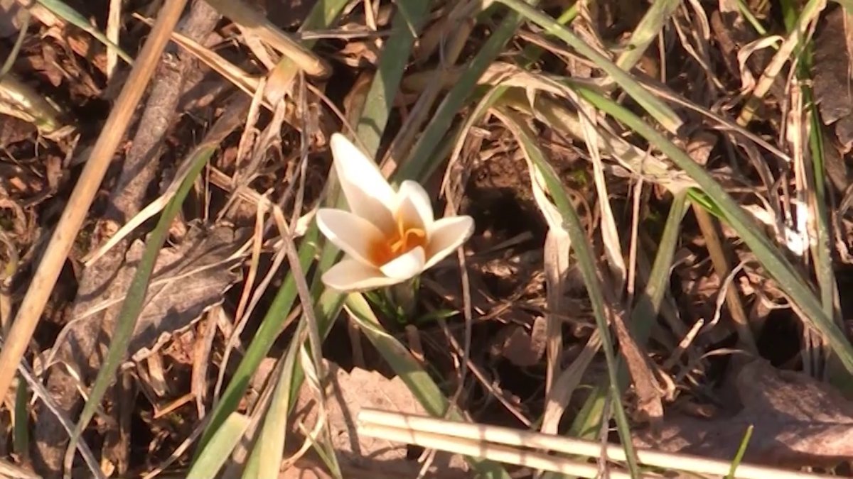 Түркістан облысында бәйшешек гүлдеді