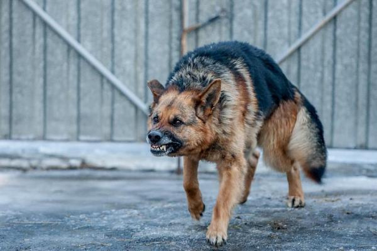 5 жастағы қызды ит қауып, ауруханаға түсті