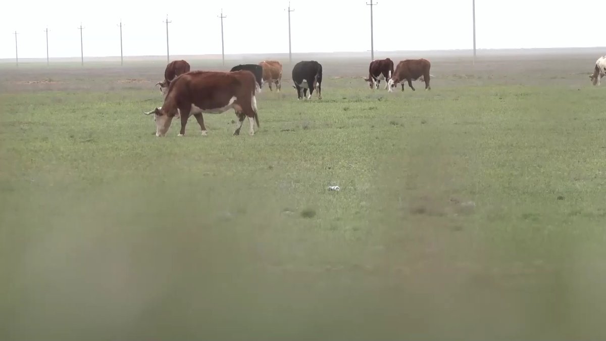 Тысячи голов скота отправили на убой из-за бруцеллеза на западе Казахстана