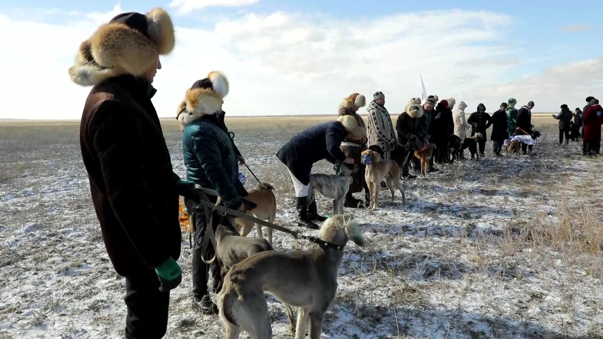 Қазақстандағы ең жүйрік тазы анықталды