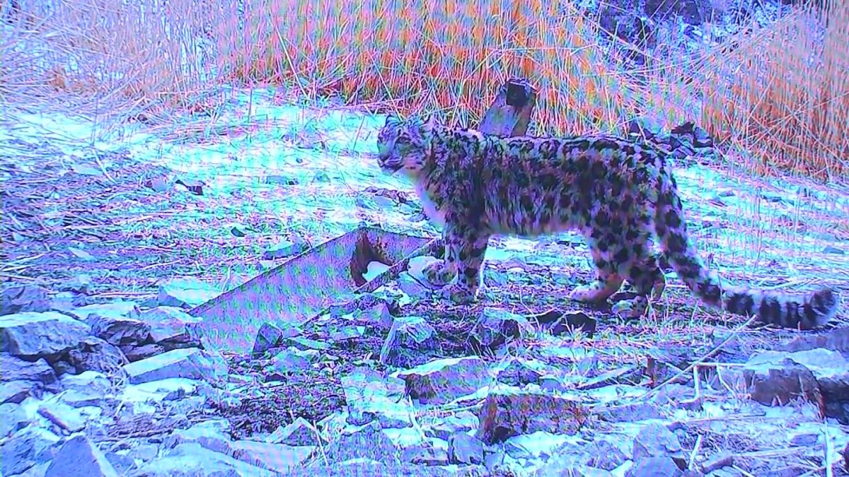 Казахстан и Кыргызстан подписали меморандум о сотрудничестве по сохранению снежного барса