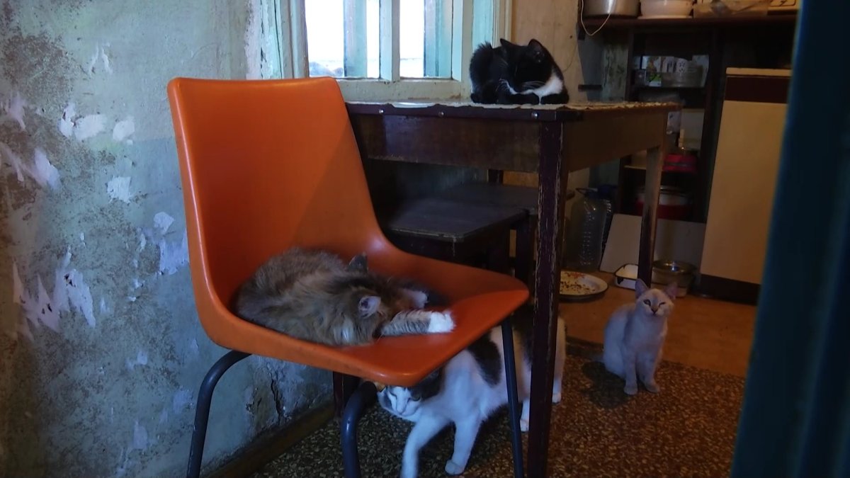 Пенсионерка пожертвовала собственным домом ради полусотни бездомных кошек
