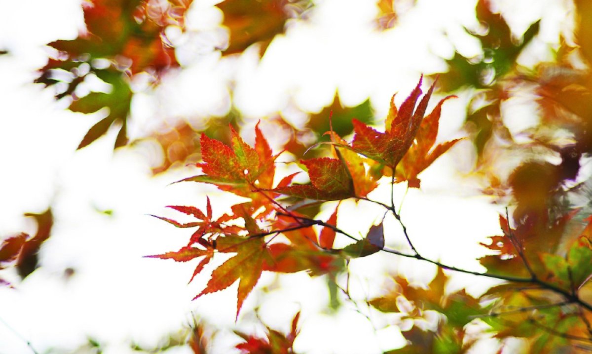 Морозы отступают: прогноз погоды в мегаполисах на пятницу, 18 октября