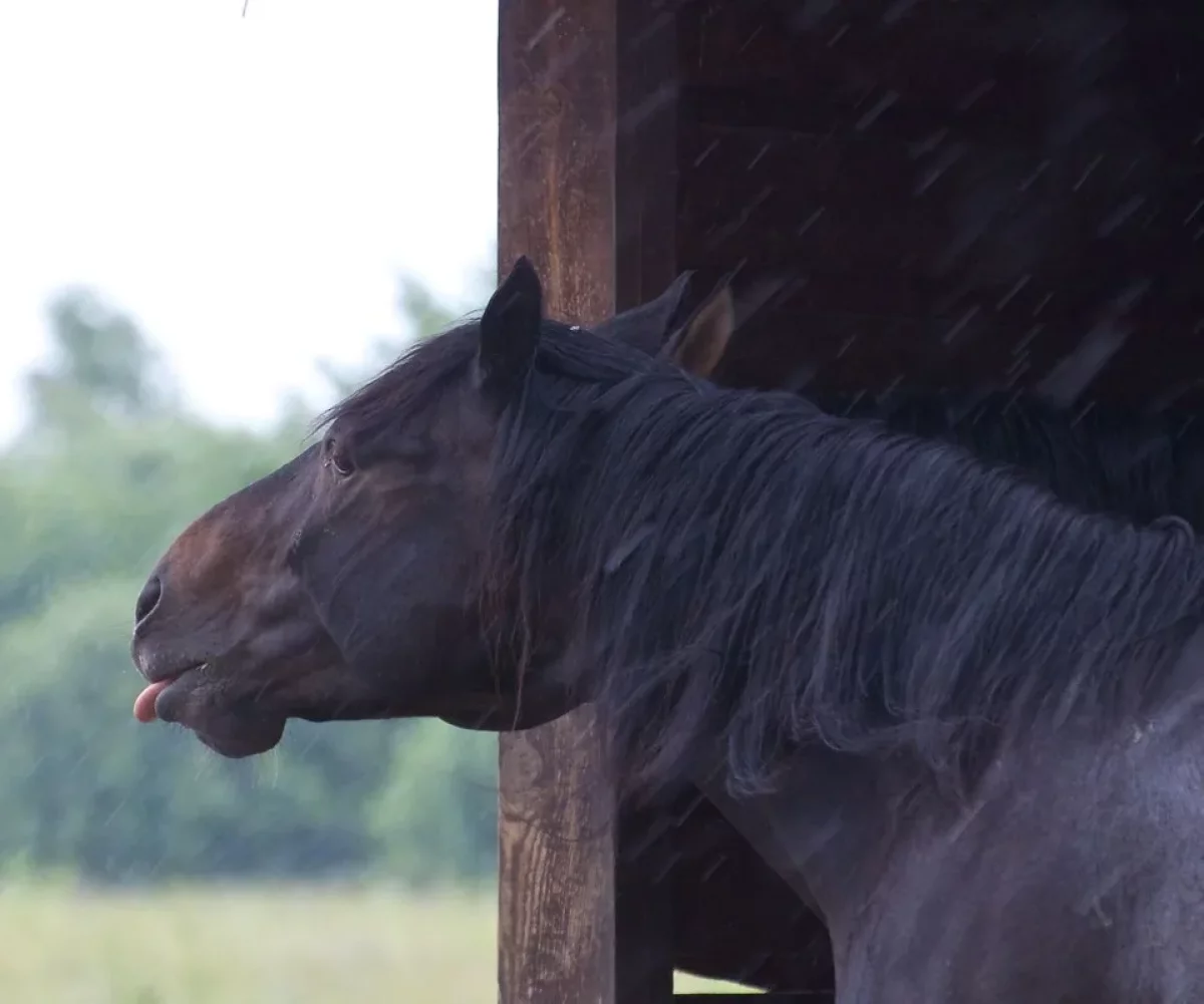 Дожди и туманы: в 11 регионах Казахстана объявлено штормовое предупреждение в субботу, 19 октября