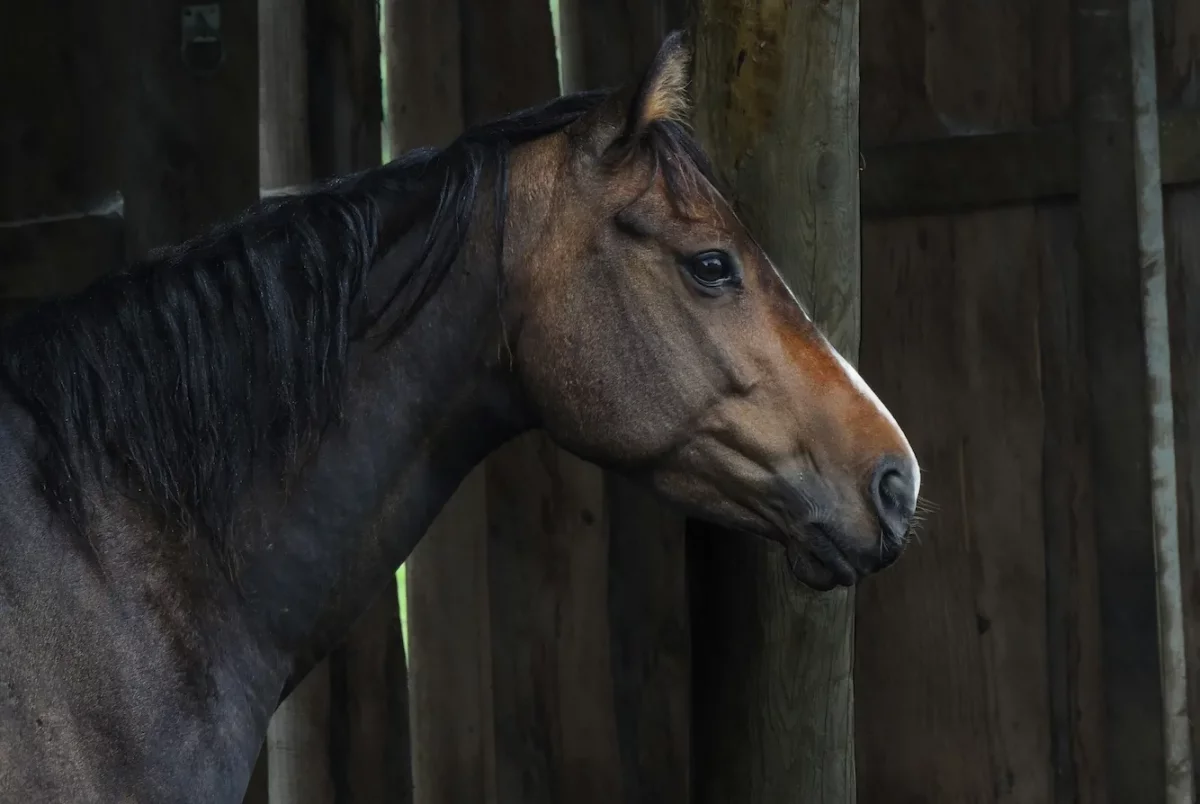 «МЧС для животных» создали в Бельгии