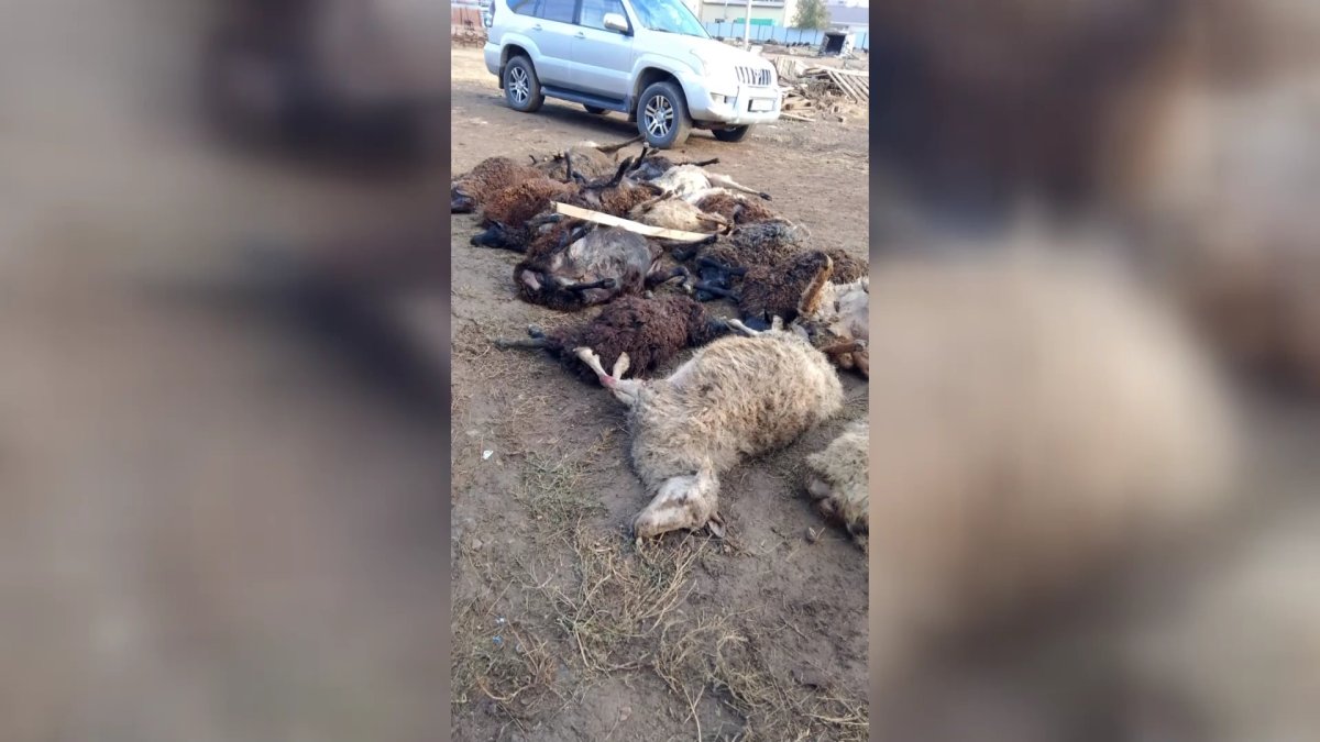 Сто голов скота растерзали неизвестные животные в ЗКО