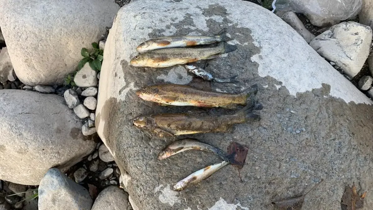 Жетісудағы Шажа өзенінде балықтар қырылып жатыр