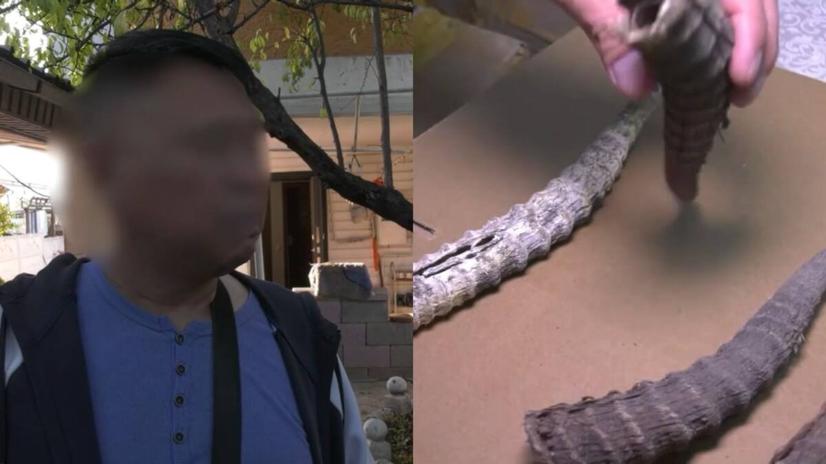 Китаец пытался вывезти из Казахстана 4,5 тысячи рогов сайги (ВИДЕО)