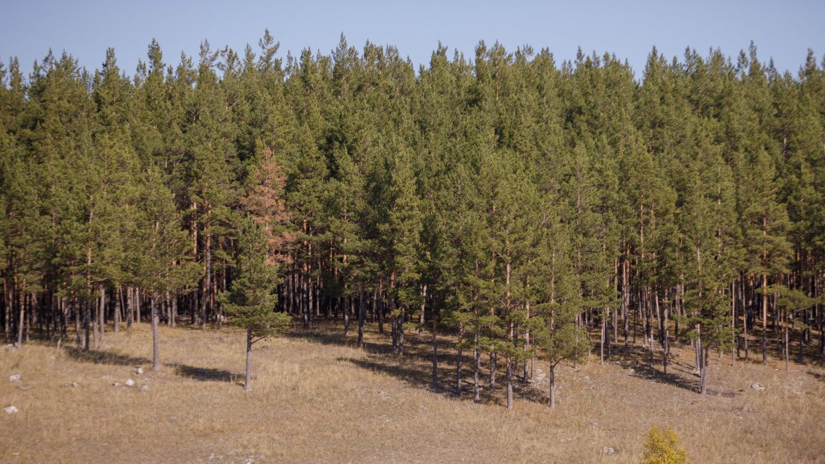 Павлодарда орман арасында тұрған 6 балалы отбасы депортацияланды