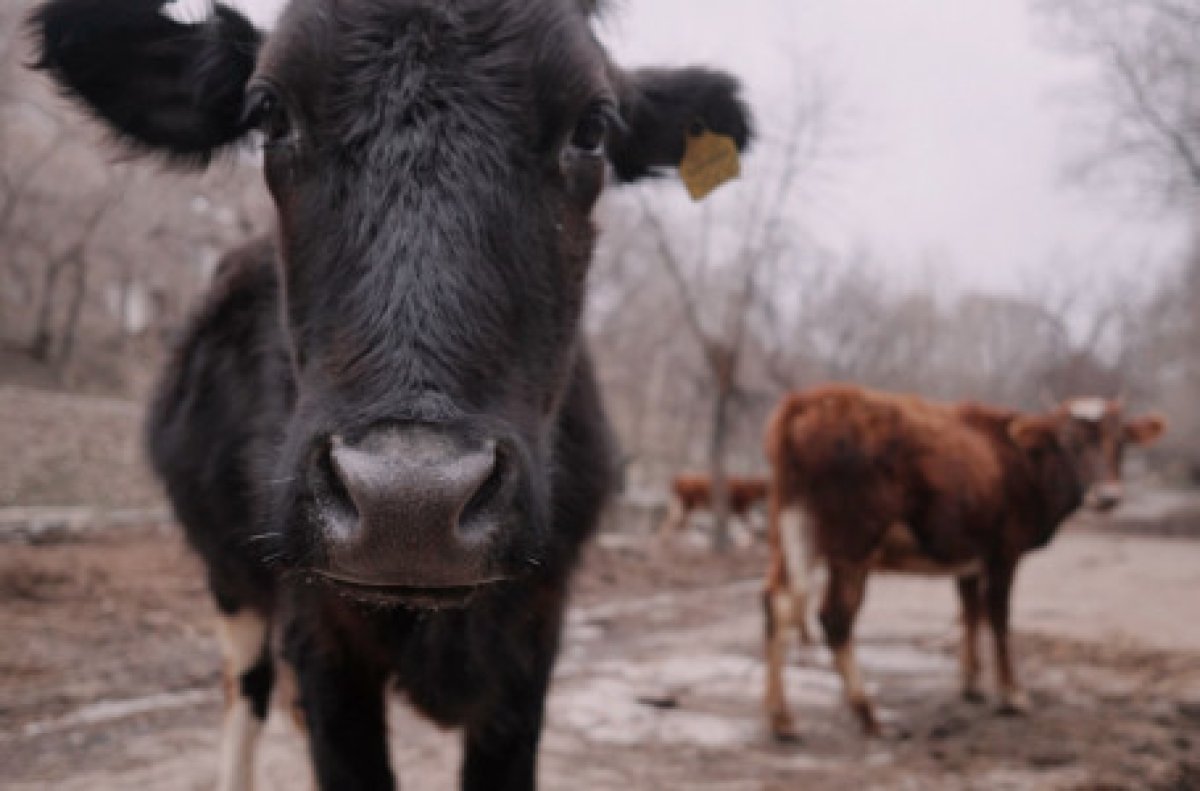 Қостанайда тасқыннан қырылған мал шығыны өтеліп жатыр