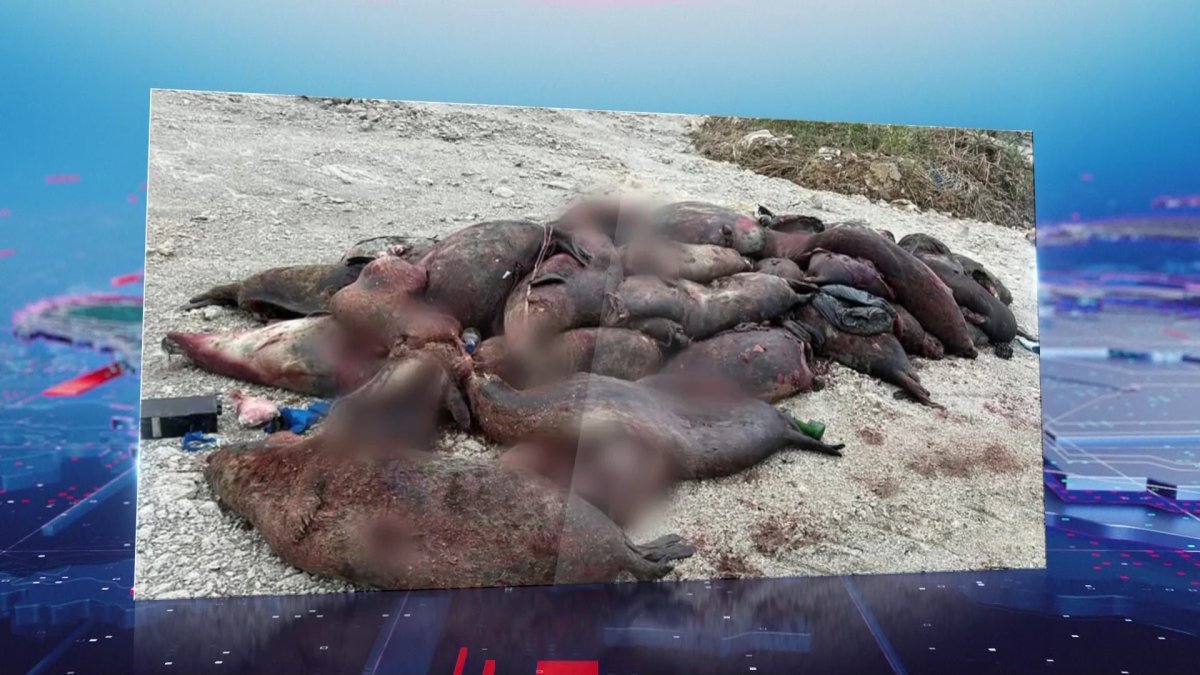 "Каспийде қырылған итбалық өлексесінің кейбірінен жарақат анықталған", - ғалымдар