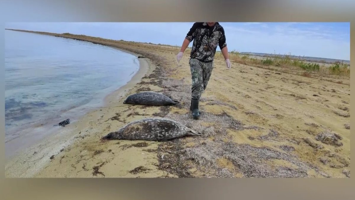 «Надо объективно расследовать это дело», - специалист о массовой гибели тюленей в Мангистауской области