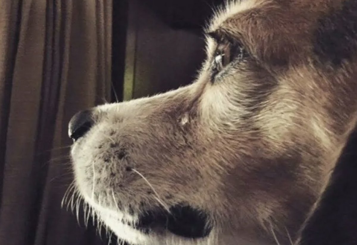 О массовом отравлении собак в приюте Костаная заявили волонтёры