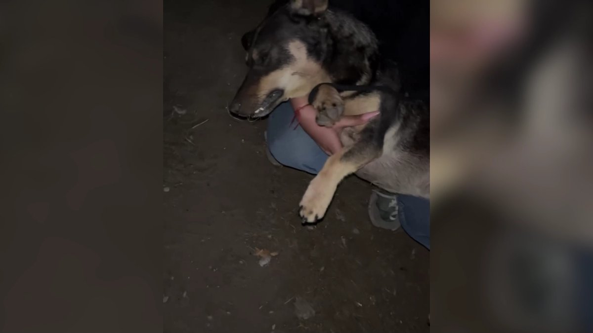 Уголовное дело возбудили по факту гибели 12 собак в костанайском приюте