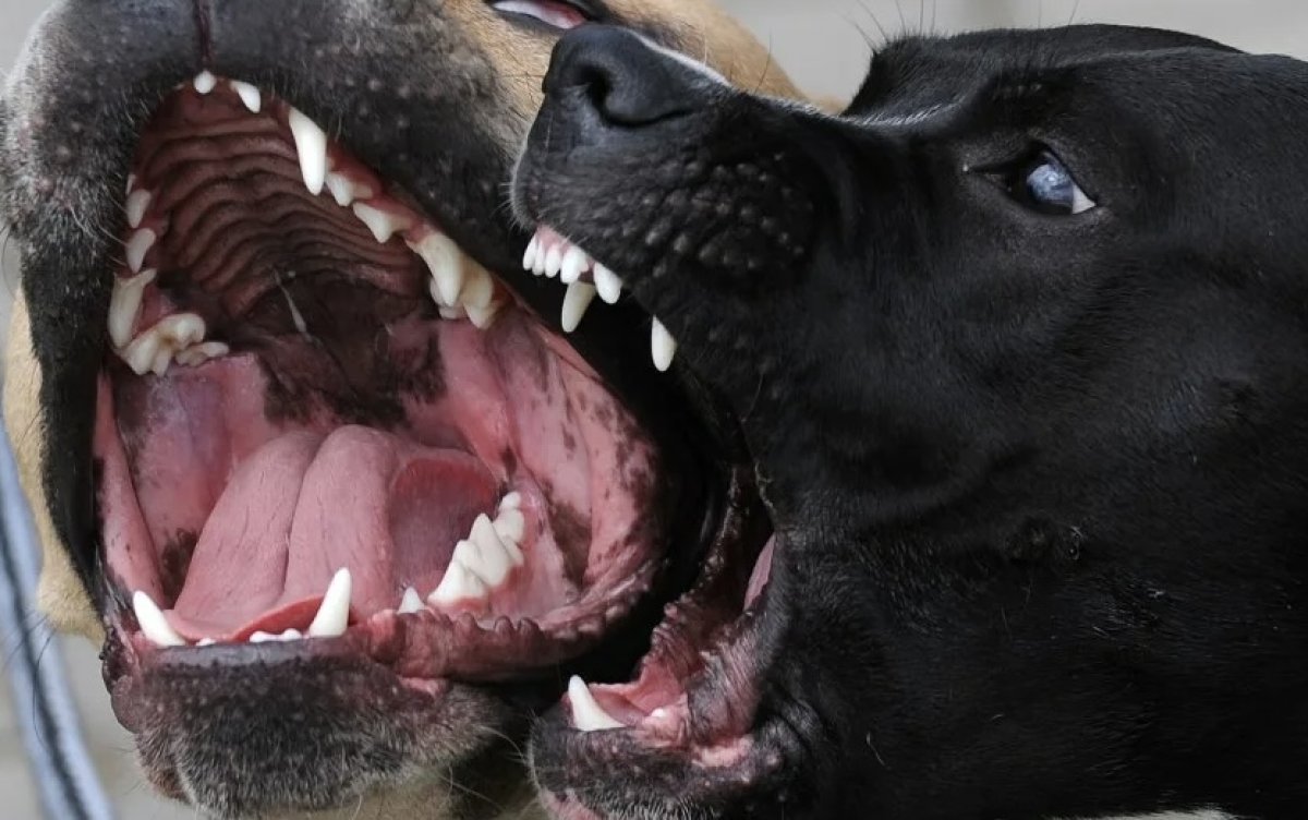 Тела трех человек, обглоданных питбулями, обнаружили в Темиртау