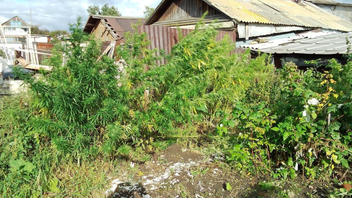 Круглогодичное производство конопли наладил дома костанаец