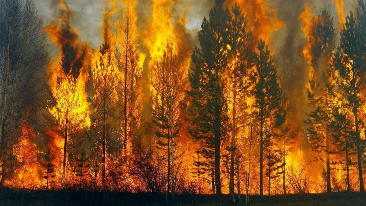 Орман өрті дес бермей тұр