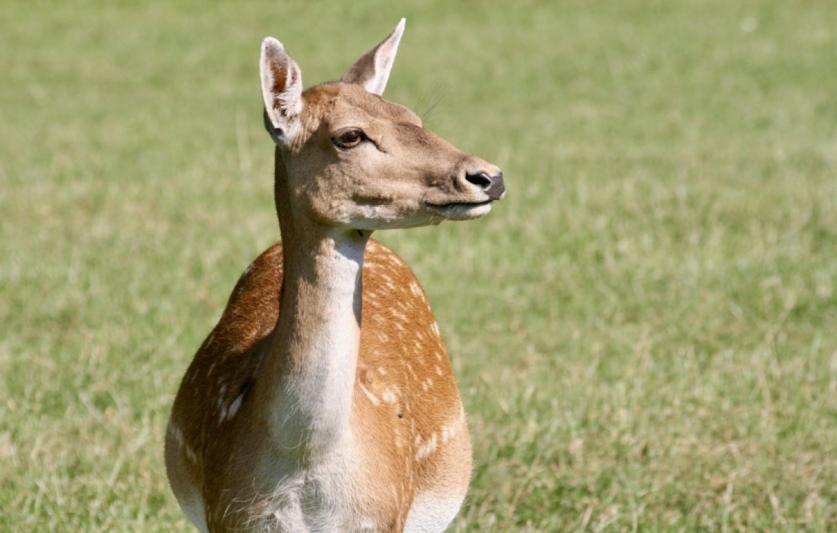 8 лет тюрьмы назначили костанайцу за перевозку рогов сайги