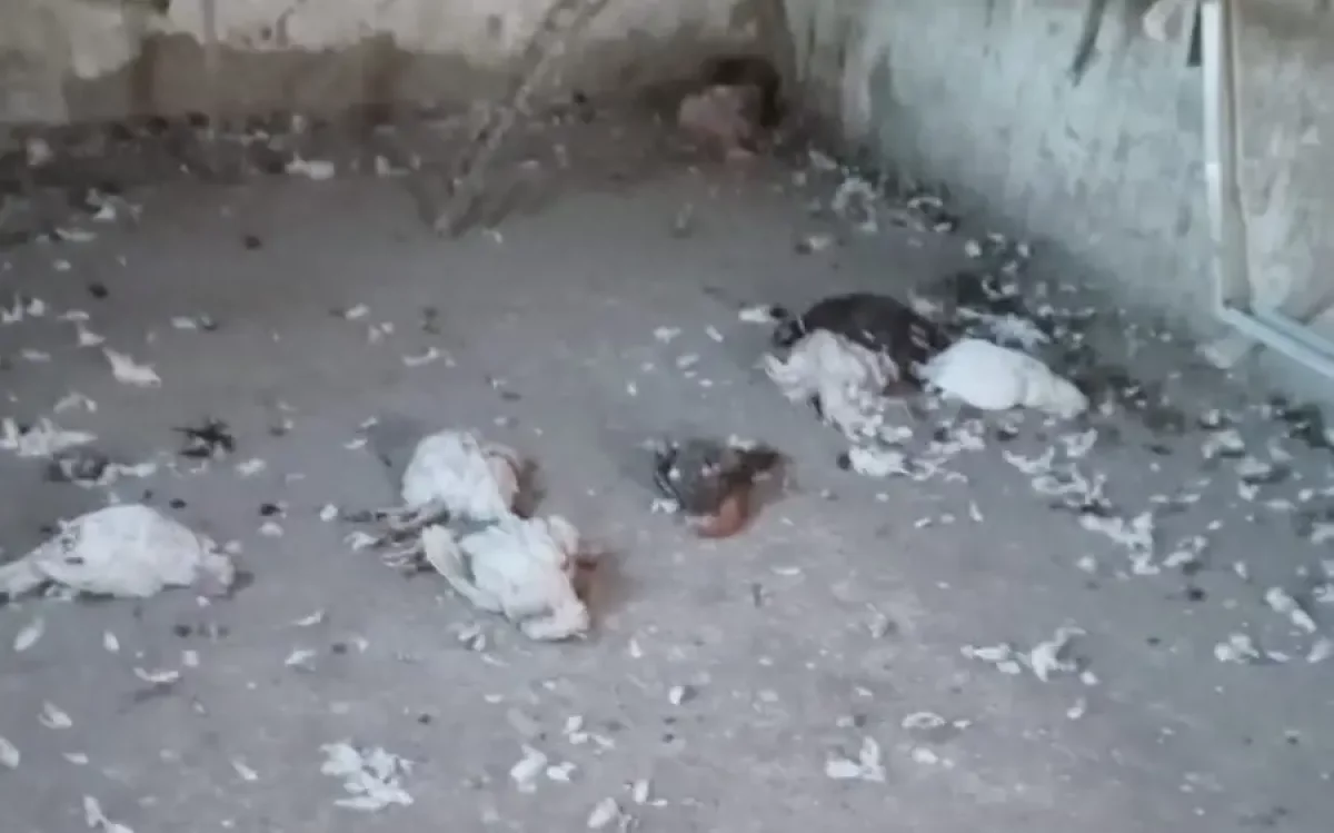 БҚО ауылында қаңғыбас иттер қойлар мен үй құстарын қырып кеткен