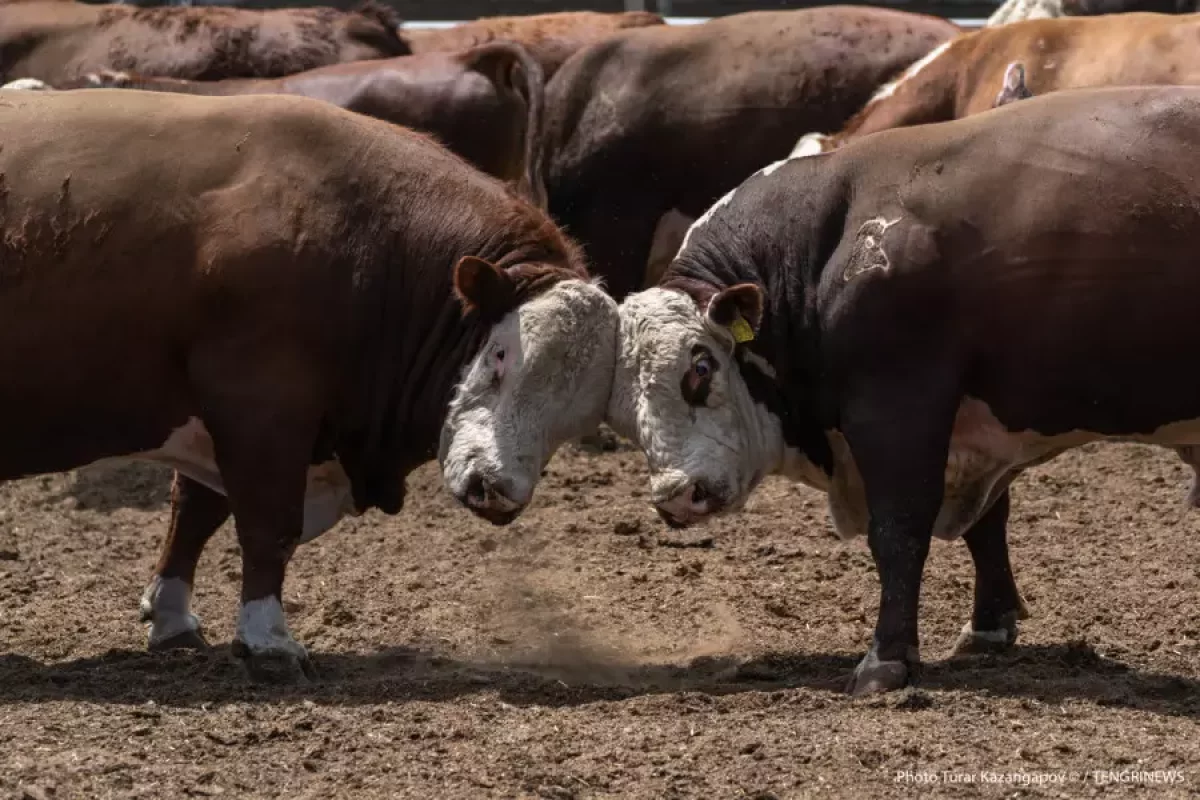 Абай облысында мал ұрлығы өршіп, барымташыларды ұстай алмай отыр